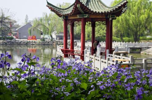 浪漫！西湖公园的“紫色花海”上线了